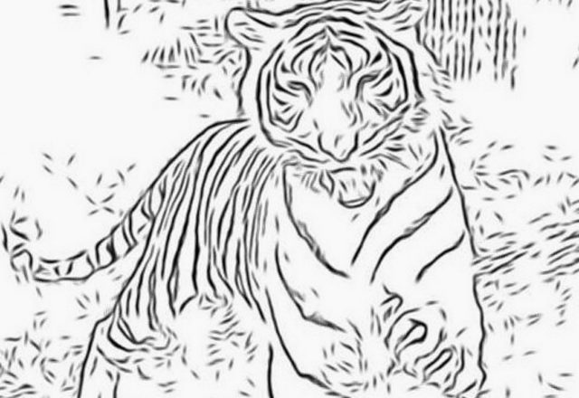 Colora e stampa la tigre