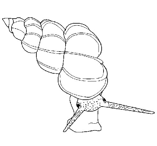 Conchiglie disegni da colorare (12)