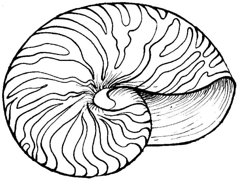 Conchiglie disegni da colorare (37)