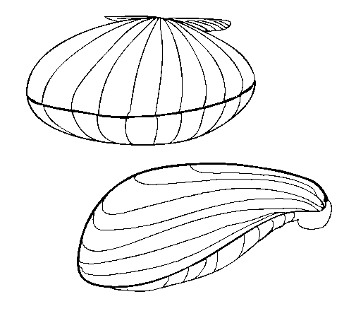 Conchiglie disegni da colorare (7)