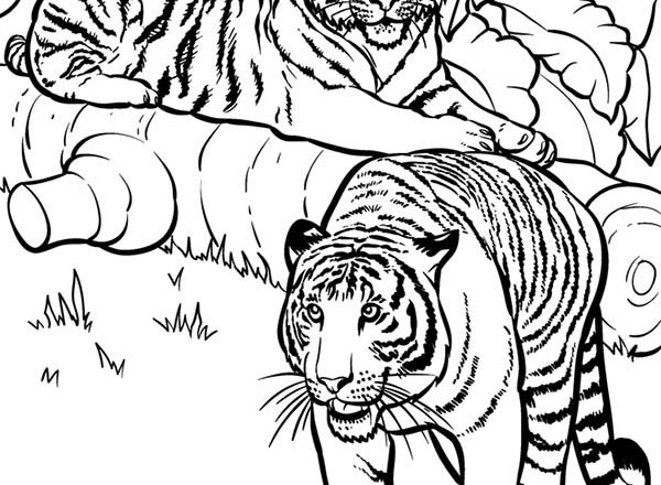 Esemplari adulti di tigre disegni da colorare
