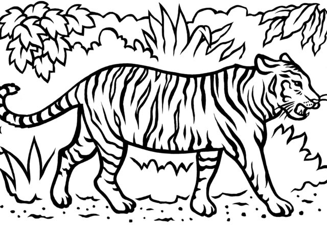 Grande disegno da colorare con la tigre