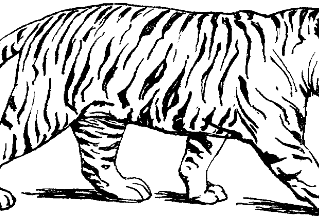 Grande tigre che cammina pacifica disegni da colorare