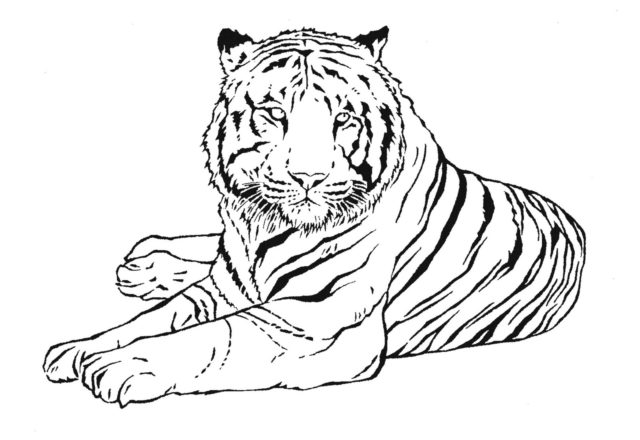 Grande tigre disegni da colorare di animali