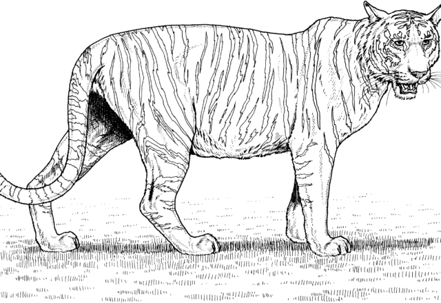 Grande tigre realistica in libertà  disegni da colorare