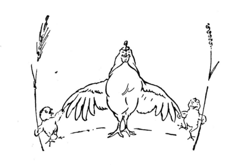 Mamma gallina coi suoi due pulcini disegni da colorare