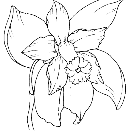 Orchidea disegno da colorare gratis