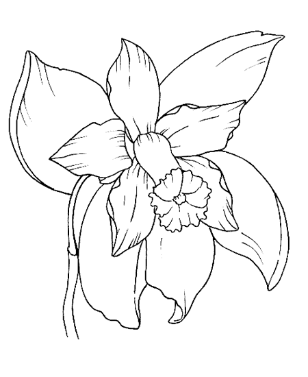 Orchidea disegno da colorare gratis