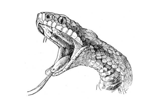 Primo piano del serpente disegni da colorare