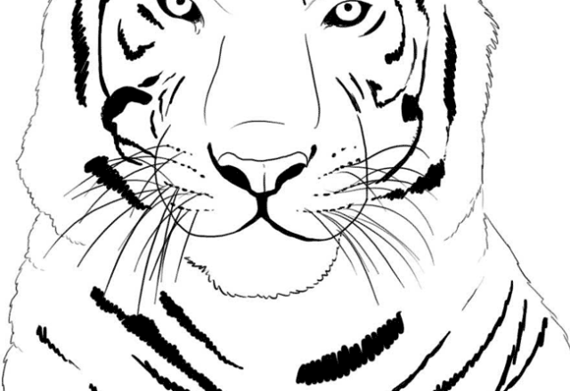 Primo piano di una tigre disegni da colorare