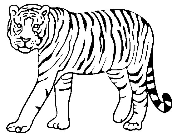 Stampa e colora la tigre