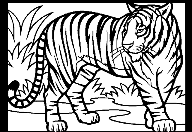 Tigre in cornice da colorare