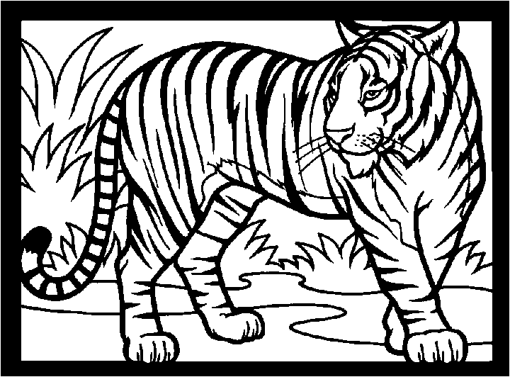 Tigre in cornice da colorare
