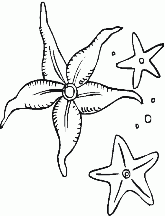 Tre stelle marine da colorare