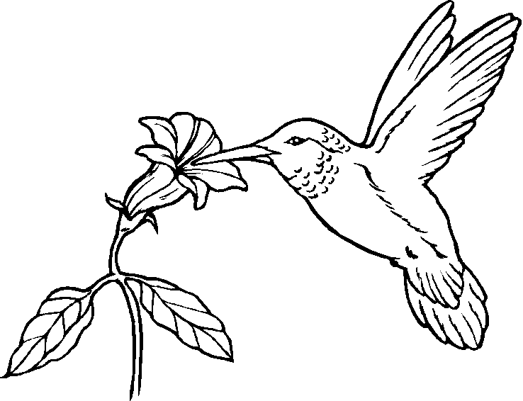 Un uccellino tra i fiori disegno da colorare gratis