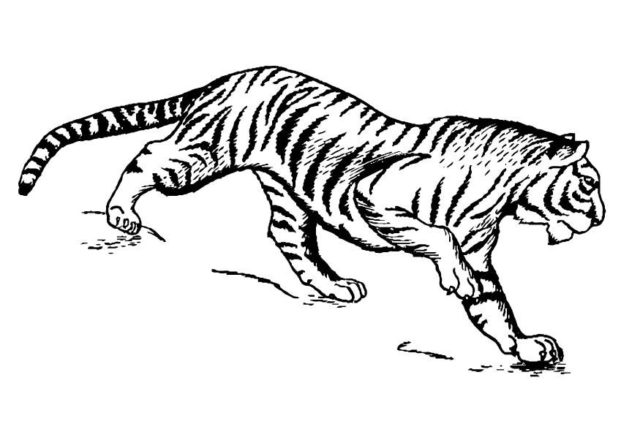 Una tigre realistica disegno da stampare e da colorare